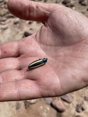 Afrochroa lepida