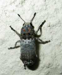 Cylindroides albocinctus