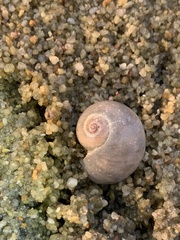 Natica vitellus