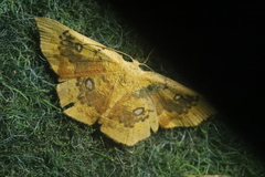 Cyclophora albiocellaria