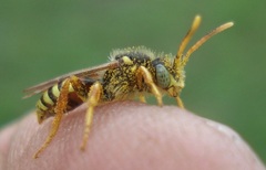 Nomada fucata