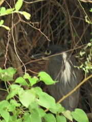 Gorsachius leuconotus