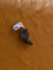 Tarentola delalandii