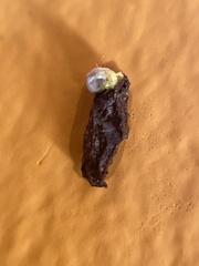 Tarentola delalandii
