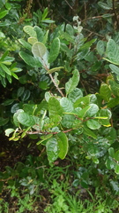 Feijoa sellowiana
