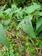 Solanum dulcamara