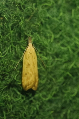 Dichomeris limosellus