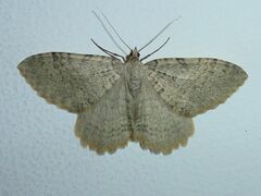 Triphosa sabaudiata