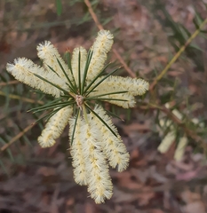 Acacia oxycedrus
