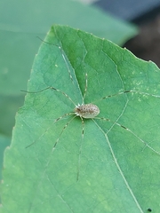Opilio canestrinii