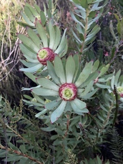 Leucadendron tradouwense