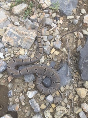 Crotalus morulus