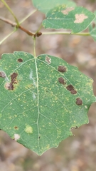 Aceria varia