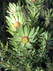 Leucadendron tradouwense