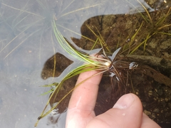 Isoetes occidentalis