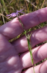 Dianthus borbasii