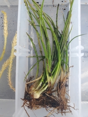 Isoetes occidentalis