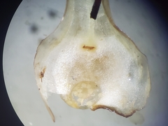 Isoetes occidentalis