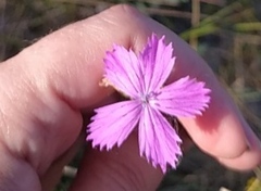 Dianthus borbasii