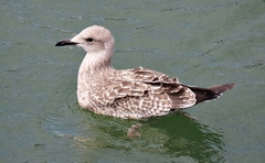 Larus michahellis
