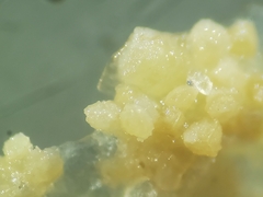 Isoetes occidentalis