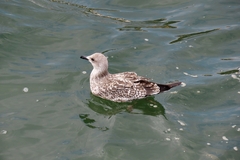 Larus michahellis