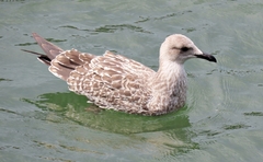Larus michahellis