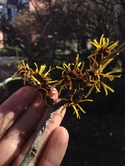 Hamamelis mollis