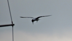 Thalasseus sandvicensis