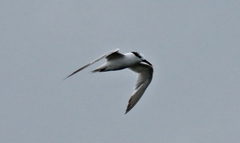 Thalasseus sandvicensis