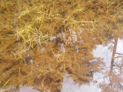 Callitriche hermaphroditica