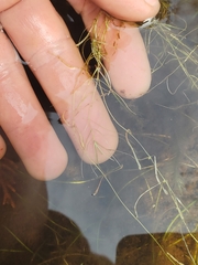 Callitriche hermaphroditica
