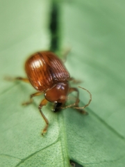 Rhyparida