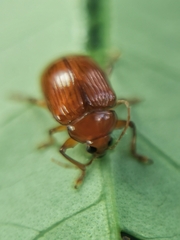 Rhyparida