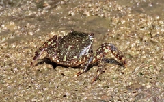 Pachygrapsus marmoratus