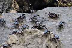 Pachygrapsus marmoratus