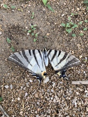 Iphiclides podalirius