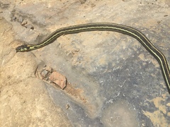 Thamnophis pulchrilatus