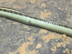 Thamnophis pulchrilatus