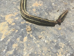 Thamnophis pulchrilatus