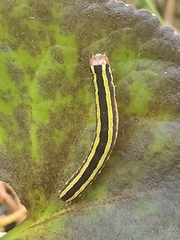 Melanchra pulverulenta