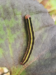 Melanchra pulverulenta
