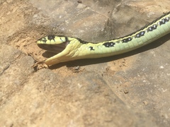 Thamnophis pulchrilatus