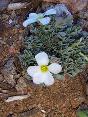 Oxalis densa