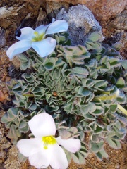 Oxalis densa