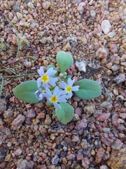 Chaenostoma caeruleum