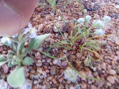 Chaenostoma caeruleum