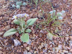 Chaenostoma caeruleum