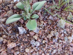 Chaenostoma caeruleum