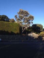 Taxandria juniperina